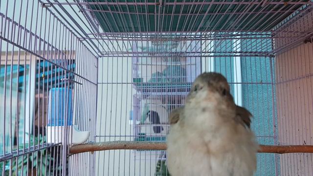 Соловей Хафиз, Хофиз, Hafiziy