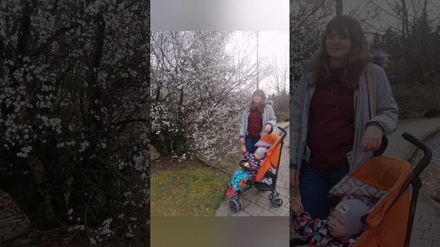 Адлер. Сочи. Весеннее цветение. Февраль-март 2024г. смотреть онлайн