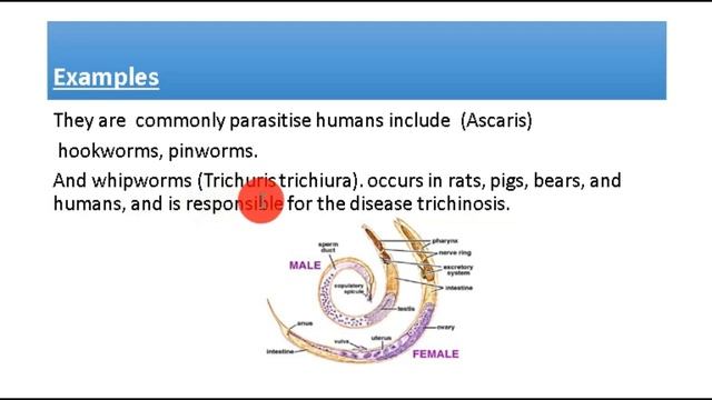 Phylum Nematoda, Kingdom Animalia Zoology Class 15 смотреть онлайн
