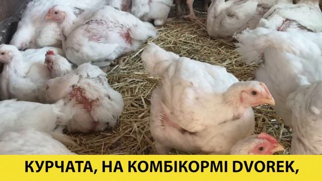ГОДІВЛЯ ПТИЦІ РАЗОМ З DVOREK - ВІДГУКИ ГОСПОДАРІВ смотреть онлайн