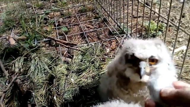 Был мыша и нету мыша смотреть онлайн
