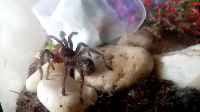 Паук птицеед смотреть онлайн