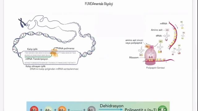 12.Sınıf 1.Yazılı Genel Tekrar смотреть онлайн