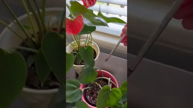 SOILPHU 4 in 1 Soil Moisture Meter, Inspection Plant Temperature Review смотреть онлайн