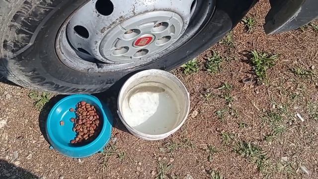 Завтрак туриста! Бой между черепахой и рыбой!В описании ссылка на наш второй канал SVK! смотреть онлайн