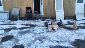 Сколько нужно кур🐔на одного петуха🐓 Выгодно или нет держать яйца несушек на инкубацию? Отвечаю 🤔