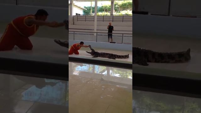Шоу Крокодилов. Таиланд,Пхукет.Crocodile Show. Thailand,Phuket. смотреть онлайн