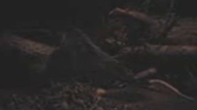 Flying Opossum смотреть онлайн