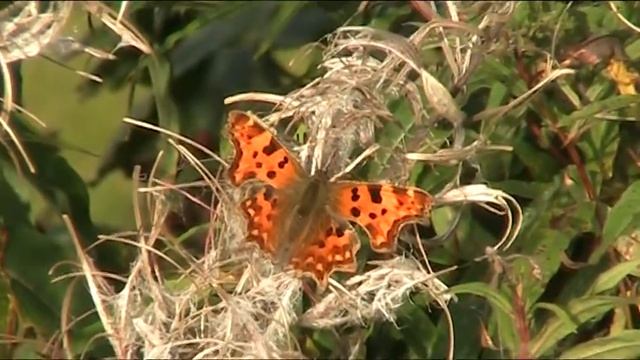 Comma Butterfly смотреть онлайн