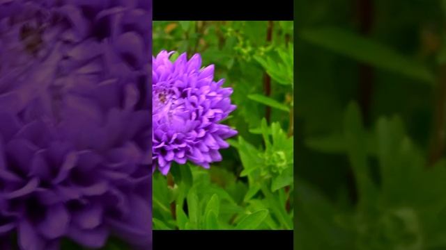 Астры. Дачные картинки. Дмитрий Шлапак смотреть онлайн