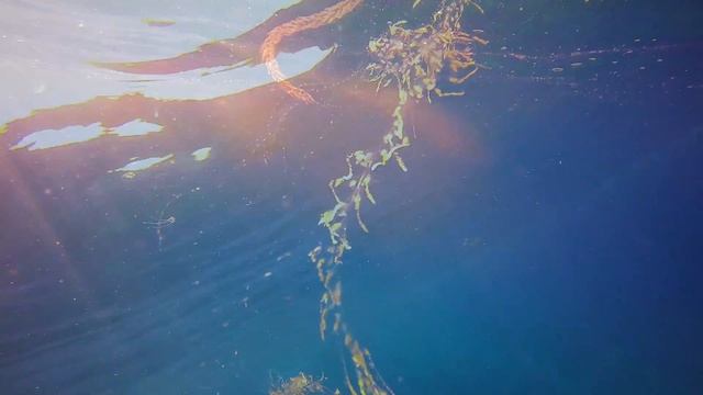 Daily Zen : Siphonophore смотреть онлайн