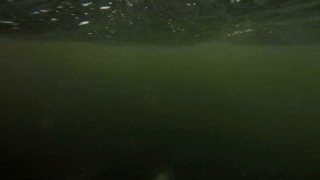 How jellyfish swarms could impact food chains in Puget Sound смотреть онлайн