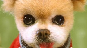 Интересное и познавательное детям! Изучаем породы собак, 2 часть #сезонконтентаRutube