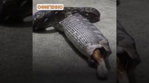 Это жесть,змея съела кота😳