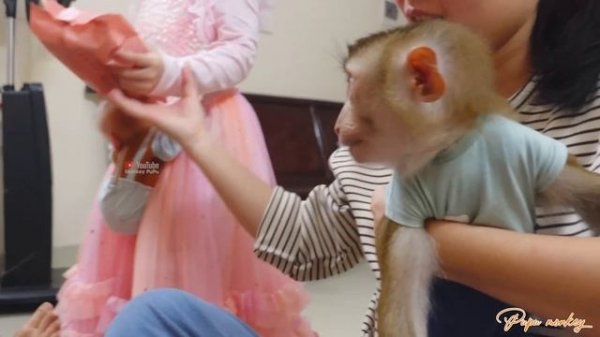 Poki baby monkeys long journey: : Attending grandpa's birthday with monkey Pupu