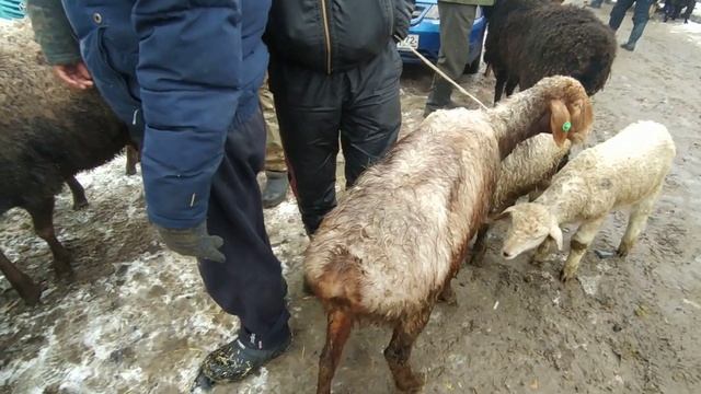 Сокулук мал базары койлор баасы арзандаптыр 14/03/21 смотреть онлайн
