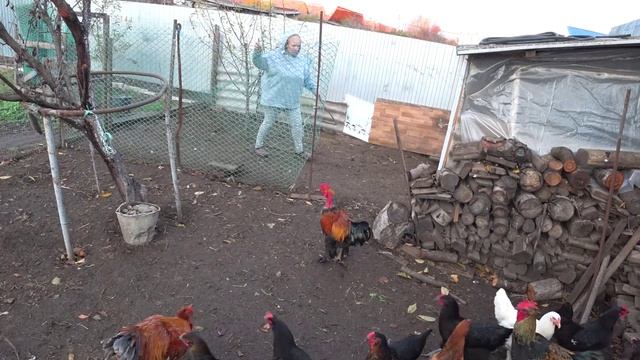 Начали убирать гусей 🦢Великое переселение🐔🐤🐥 Отличный пух🕸Дом на Кубани🏡🧡 смотреть онлайн