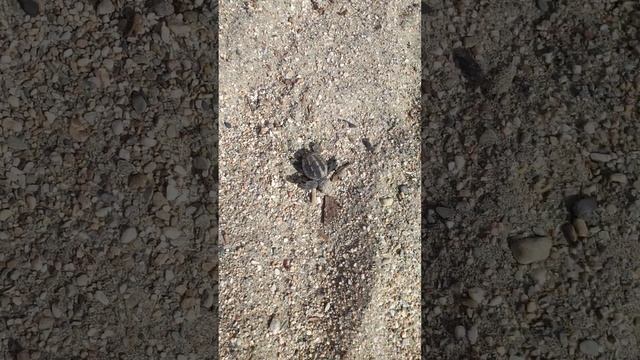 Tiny Creature on the Beach in Mani | @AthensTaxiWagon смотреть онлайн