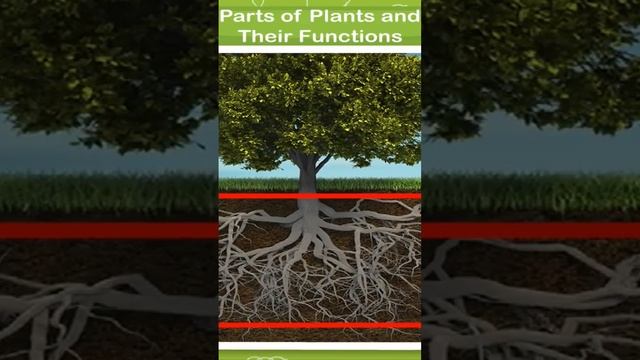 Parts Of Plant