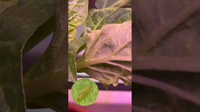 Вот так выглядит жирный откормленный трипс 😯 смотреть онлайн