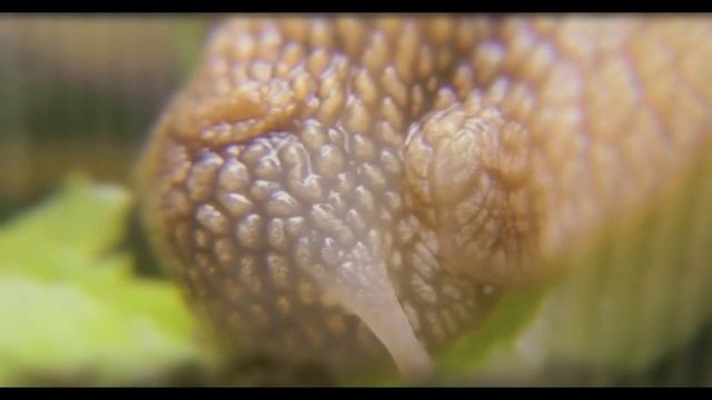 Художественный фильм 