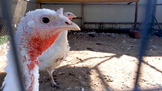 Мой экватор осени - жизнь как мгновение, успей создать и запомнить ценные моменты. смотреть онлайн