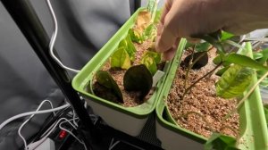 Готовы увидеть мою коллекцию замиокулькас? Так пойдемте скорее, начинаю размножать замики