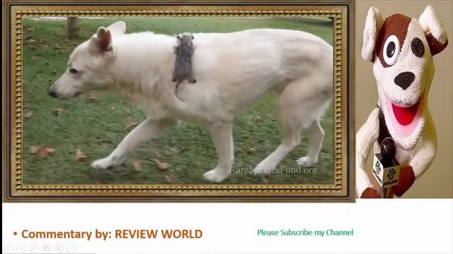 Dog Adopts Baby Opossum Animal Friendship - REVIEW WORLD смотреть онлайн