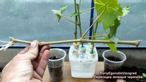🍇 Зеленое укоренение черенков винограда. Пересаживаю ЗЕЛЕНЫЕ УКОРЕНЕННЫЕ ЧЕРЕНКИ в грунт.