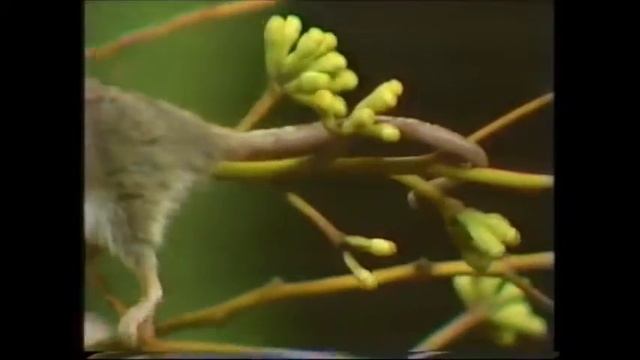Eastern pygmy possum смотреть онлайн