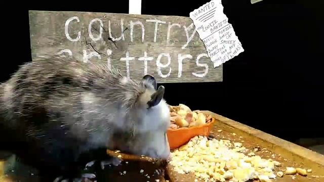 Feeding a Wild Animal!!! Smokey the Cookie Loving Opossum!!! смотреть онлайн