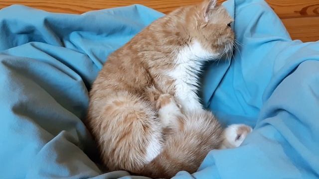 Мама Дина с детками смотреть онлайн