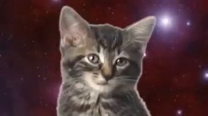 Поющие котята.