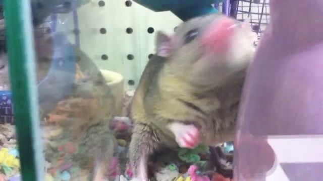 Hamster Yawning In Your Face - Song by Parry Gripp смотреть онлайн