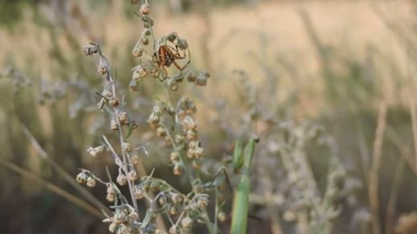 богомол и паук