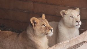 Земля прайда. Парк львов