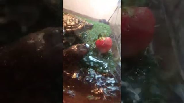 Red-eared turtle Cherry vs Strawberry. Красноухая черепаха Черри vs Клубника. смотреть онлайн