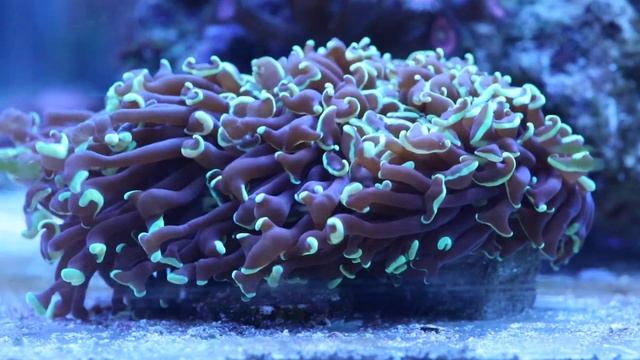 Эуфилии смотреть онлайн