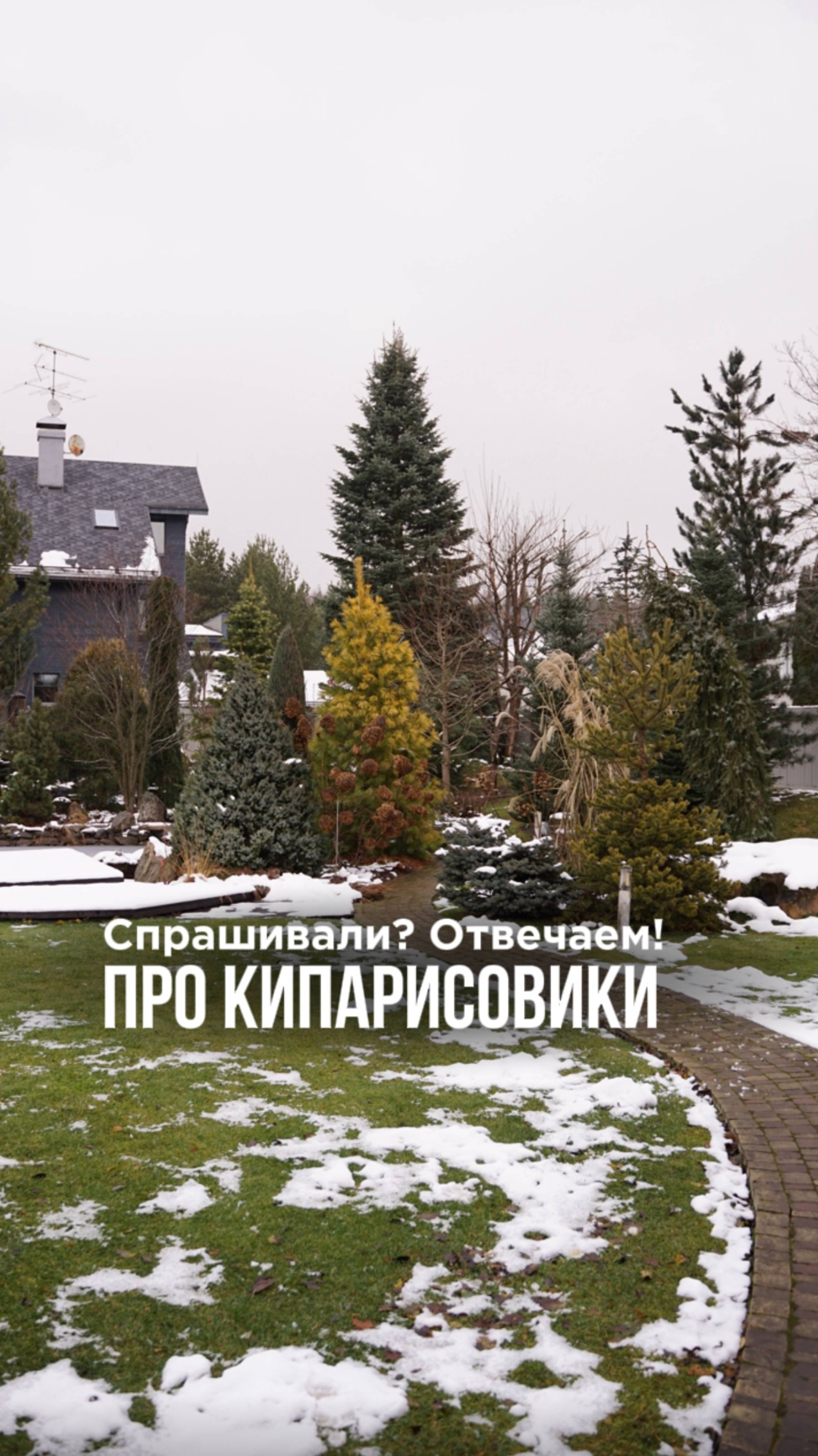 Кипарисовик: сажать или нет?! смотреть онлайн