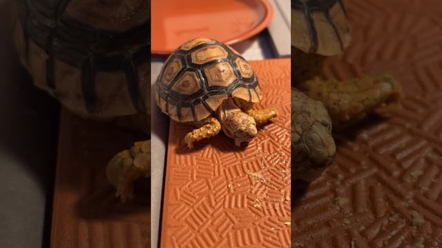 Leopard Tortoise 3 April 2023 смотреть онлайн