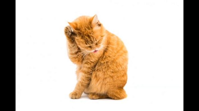 25 апреля / Спасение рыбок смотреть онлайн
