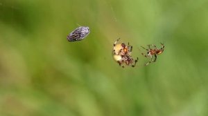 Паук Крестовик луговой пеленает муху. Araneus guadratus. Паукообразные Беларуси.