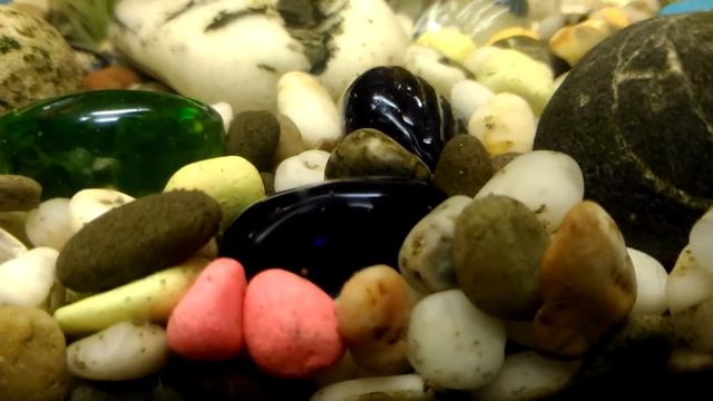 Букашки в аквариуме смотреть онлайн