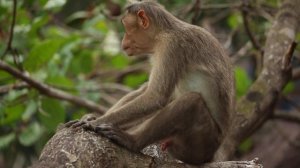 Monkey Self Enjoyment | Monkeys Sexual Frustration | Monkey Materbation | Showman Monkey