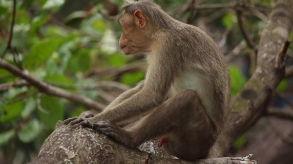 Monkey Self Enjoyment | Monkeys Sexual Frustration | Monkey Materbation | Showman Monkey