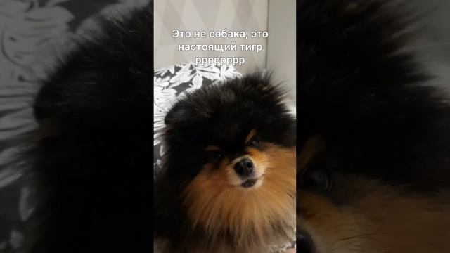 НЕ СОБАКА...ЭТО ТИГР! #pomeranian #cute #шпиц #померанскийшпиц #собакадругчеловека #тигрёнок смотреть онлайн