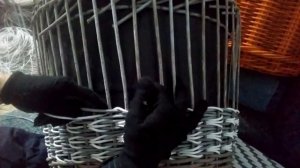 плетение узора ГУСИНЫЕ ЛАПКИ 
1 часть