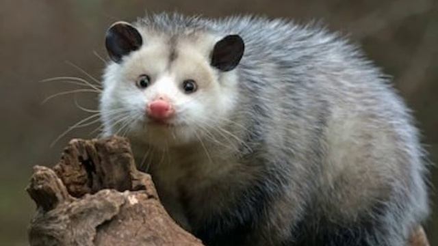 gazin - opossum смотреть онлайн