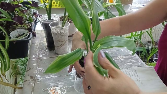 #1 🪴Ассортимент цветов к продаже | Продажа цветов домашней коллекции 🌺 #рекомендации смотреть онлайн