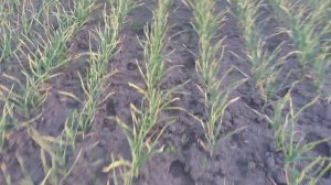 Пора бороться с сорняками на чесноке. Первая обработка гербицидом.